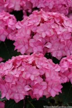 Let's Dance 'Can Do' Hydrangea - 3 Gallon Pot 15 Let's Dance 'Can Do' Hydrangea - 3 Gallon Pot -Garden Sales Store hydrangea serrata lets dance can do 2