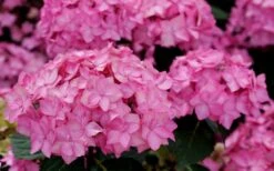 Let's Dance 'Can Do' Hydrangea - 3 Gallon Pot 13 Let's Dance 'Can Do' Hydrangea - 3 Gallon Pot -Garden Sales Store hydrangea serrata lets dance can do 3