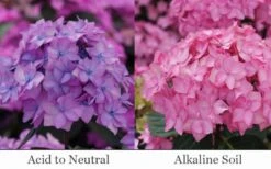 Let's Dance 'Can Do' Hydrangea - 3 Gallon Pot 12 Let's Dance 'Can Do' Hydrangea - 3 Gallon Pot -Garden Sales Store hydrangea serrata lets dance can do 6
