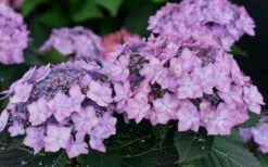 Let's Dance 'Can Do' Hydrangea - 3 Gallon Pot 14 Let's Dance 'Can Do' Hydrangea - 3 Gallon Pot -Garden Sales Store hydrangea serrata lets dance can do 7