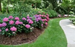 Let's Dance 'Can Do' Hydrangea - 3 Gallon Pot 11 Let's Dance 'Can Do' Hydrangea - 3 Gallon Pot -Garden Sales Store hydrangea serrata lets dance can do 8