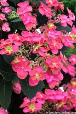 Tuff Stuff Red Mountain Hydrangea - 3 Gallon Pot -Garden Sales Store hydrangea serrata tuff stuff red mountain 2