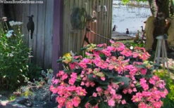 Tuff Stuff Red Mountain Hydrangea - 3 Gallon Pot -Garden Sales Store hydrangea serrata tuff stuff red mountain 4