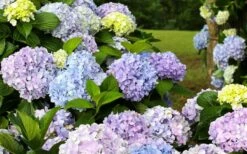 Dear Dolores Hydrangea - 2 Gallon Pot -Garden Sales Store hydrangea20dear20delores