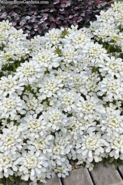 Snowsation Candytuft - 1 Gallon Pot -Garden Sales Store iberis snowsation candytuft 2