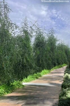 Weeping Yaupon Holly - Ilex Vomitoria 'Pendula' - 3 Gallon Pot -Garden Sales Store ilex vomitoria pendula weeping yaupon holly berries 3