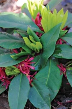 Swamp Hobbit Florida Anise (Illicium Floridanum) - 3 Gallon Pot -Garden Sales Store illicium floridanum swamp hobbit florida anise 1