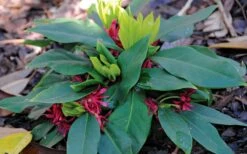 Swamp Hobbit Florida Anise (Illicium Floridanum) - 3 Gallon Pot -Garden Sales Store illicium floridanum swamp hobbit florida anise 2