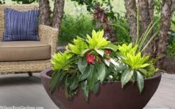 Swamp Hobbit Florida Anise (Illicium Floridanum) - 3 Gallon Pot -Garden Sales Store illicium floridanum swamp hobbit florida anise 3