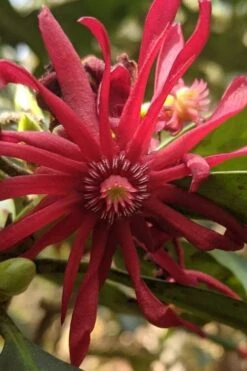 Swamp Hobbit Florida Anise (Illicium Floridanum) - 3 Gallon Pot -Garden Sales Store illicium floridanum swamp hobbit florida anise 5