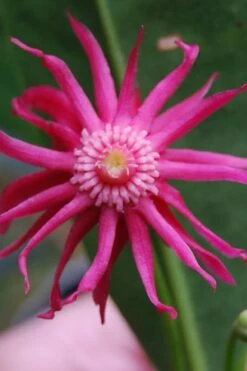 Woodland Ruby Anise (Illicium) - 3 Gallon Pot -Garden Sales Store illicium floridanum woodland ruby florida anise 11