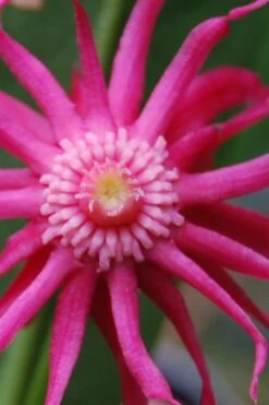Woodland Ruby Anise (Illicium) - 3 Gallon Pot -Garden Sales Store illicium sfloridanum woodland ruby florida anise 10