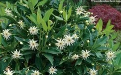 Orion Star Flower Anise (Illicium) - 2 Gallon Pot -Garden Sales Store illicium star flower orion anise 8