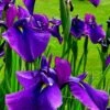 Temple Bells Japanese Iris (Iris Ensata) - 1 Gallon Pot