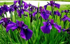 Temple Bells Japanese Iris (Iris Ensata) - 1 Gallon Pot -Garden Sales Store iris ensata temple bells japanese iris 2