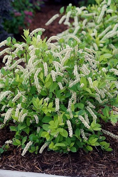 Scentlandia Sweetspire (Itea Virginica) - 3 Gallon Pot 1 Scentlandia Sweetspire (Itea Virginica) - 3 Gallon Pot