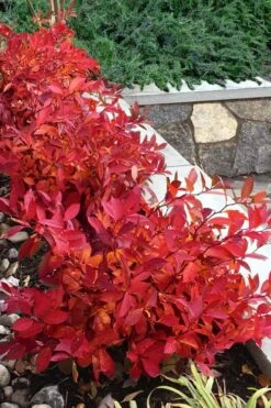 Scentlandia Sweetspire (Itea Virginica) - 3 Gallon Pot 10 Scentlandia Sweetspire (Itea Virginica) - 3 Gallon Pot -Garden Sales Store itea virginica scentlandia virginia sweetspire 7