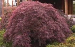Crimson Queen Dwarf Japanese Maple - 3 Gallon Pot -Garden Sales Store ja panese Maple Crimson Queen 50