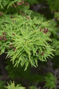 Lions Head Japanese Maple - Acer Palmatum 'Shishigashira' - 5 Gallon Pot -Garden Sales Store japanese maple lions head shishigashira 1