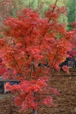 Lions Head Japanese Maple - Acer Palmatum 'Shishigashira' - 2 Gallon Pot -Garden Sales Store japanese maple lions head shishigashira 4 1