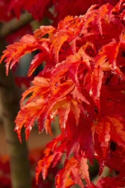 Lions Head Japanese Maple - Acer Palmatum 'Shishigashira' - 2 Gallon Pot