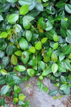 Asian Jasmine (Trachelospermum Asiaticum) - 72 Pack Of 3.5" Pint Pots 13 Asian Jasmine (Trachelospermum Asiaticum) - 72 Pack Of 3.5" Pint Pots -Garden Sales Store jasmine asian 10