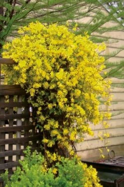 Carolina Yellow Jasmine - Jessamine (Gelsium Sempervirens) - 6 Pack Of 1 Gallon Pots -Garden Sales Store jasmine carolina 21