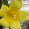 Carolina Yellow Jasmine - Jessamine (Gelsium Sempervirens) - 6 Pack Of 1 Gallon Pots
