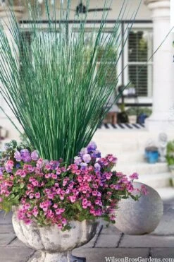 Elk's Blue California Gray Rush (Juncus Patens) - 1 Gallon Pot -Garden Sales Store juncus inflexus blue arrows rush 23