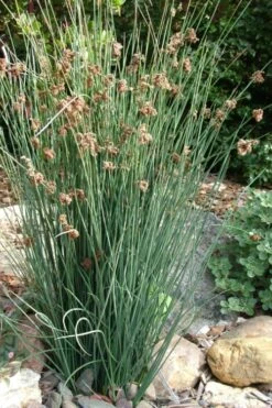 Elk's Blue California Gray Rush (Juncus Patens) - 1 Gallon Pot -Garden Sales Store juncus patens elk blue california rush 9