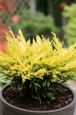 Limeglow Golden Andorra Compact Juniper - 6 Pack Of 1 Gallon Pots -Garden Sales Store juniper horizontalis lime glow 23 1