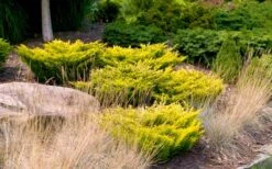 Limeglow Golden Andorra Compact Juniper - 6 Pack Of 1 Gallon Pots -Garden Sales Store juniper horizontalis lime glow 24