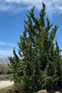 Kaizuka Twisted Juniper - 3 Gallon Pot -Garden Sales Store juniperus chinensis kaizuka twisted juniper 5