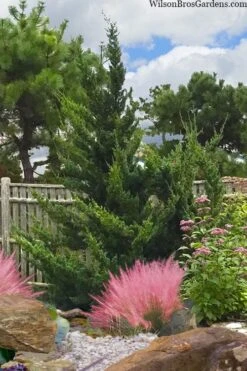 Hollywood Torulosa Juniper - 7 Gallon Pot (4-5') -Garden Sales Store juniperus chinensis torulosa hollywood 101