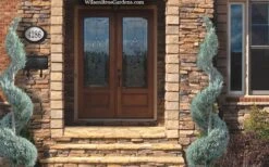 Moonglow Juniper Spiral Topiary - 5 Gallon Pot -Garden Sales Store juniperus scopulorum moonglow juniper spiral topiary 6