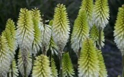 Lady Luck Kniphofia (Red Hot Poker) - 1 Gallon Pot 10 Lady Luck Kniphofia (Red Hot Poker) - 1 Gallon Pot -Garden Sales Store kniphofia lady luck 800x500 1