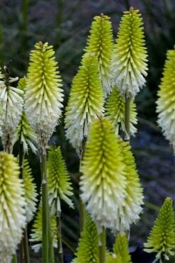 Lady Luck Kniphofia (Red Hot Poker) - 1 Gallon Pot 12 Lady Luck Kniphofia (Red Hot Poker) - 1 Gallon Pot -Garden Sales Store kniphofia lady luck red hot poker 2