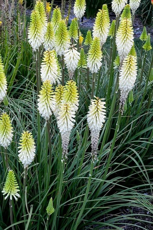 Lady Luck Kniphofia (Red Hot Poker) - 1 Gallon Pot 7 Lady Luck Kniphofia (Red Hot Poker) - 1 Gallon Pot - Image 7