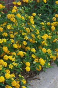 New Gold Hardy Lantana - 6 Pack Of 1 Gallon Pots 9 New Gold Hardy Lantana - 6 Pack Of 1 Gallon Pots -Garden Sales Store lantana new gold 10