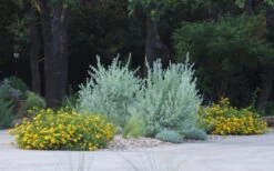 New Gold Hardy Lantana - 6 Pack Of 1 Gallon Pots 10 New Gold Hardy Lantana - 6 Pack Of 1 Gallon Pots -Garden Sales Store lantana new gold 11