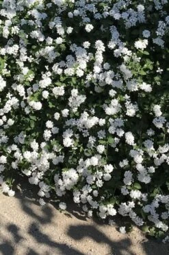 Trailing White Lantana - 5 Pack Of Pint Pots -Garden Sales Store lantana trailing white 10