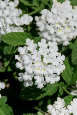 Trailing White Lantana - 5 Pack Of Pint Pots -Garden Sales Store lantana trailing white 8