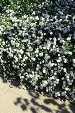 Trailing White Lantana - 5 Pack Of Pint Pots -Garden Sales Store lantana trailing white 9