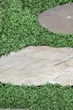 Miniature Brass Buttons Fairy Fern (Leptinella Gruveri) - 6 Pack Of Pint Pots -Garden Sales Store leptinella gruveri miniature brass buttons fairy fern 6