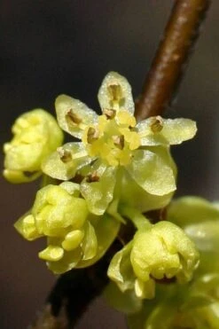 Spicebush (Lindera Benzoin) - 3 Pack Of 1.5 Quart Pots -Garden Sales Store lindera benzoin yellow spicebush 1 1