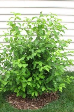 Spicebush (Lindera Benzoin) - 3 Pack Of 1.5 Quart Pots -Garden Sales Store lindera benzoin yellow spicebush 11 1