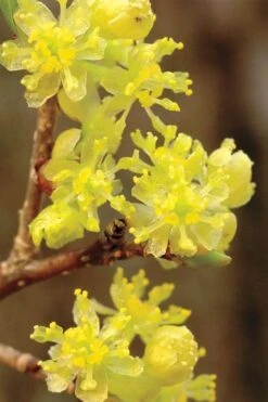 Spicebush (Lindera Benzoin) - 5 Gallon Pot