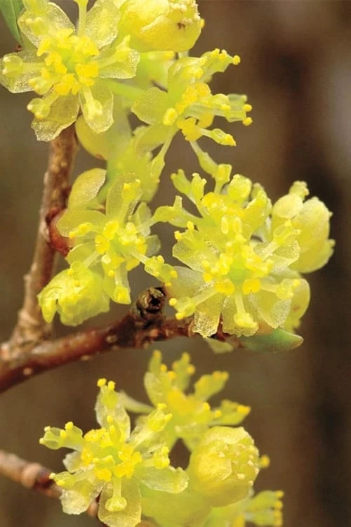 Spicebush (Lindera Benzoin) - 5 Gallon Pot 1 Spicebush (Lindera Benzoin) - 5 Gallon Pot
