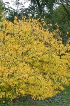 Spicebush (Lindera Benzoin) - 5 Gallon Pot 17 Spicebush (Lindera Benzoin) - 5 Gallon Pot -Garden Sales Store lindera benzoin yellow spicebush 21