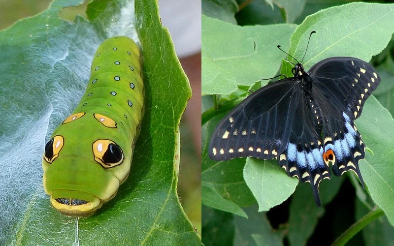 Spicebush (Lindera Benzoin) - 5 Gallon Pot 5 Spicebush (Lindera Benzoin) - 5 Gallon Pot - Image 5